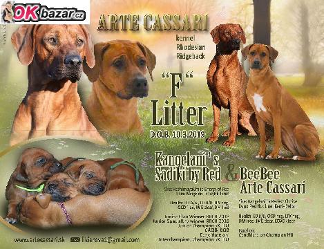 Rhodesky ridgeback