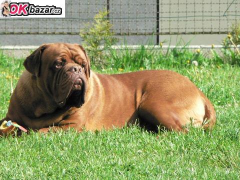 Bordeauxska doga