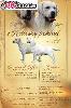Labrador retriever zluty s PP