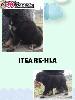 Tibetska doga � stene