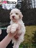 Lagotto Romagnolo