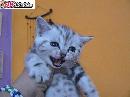 Britska whiskas a cincila s PP