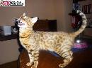 Bengalsky kocourek s PP Prodam