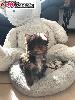 Yorkshire terrier carrier