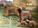 Briard - stenata s PP