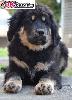 Tibetska doga - stene s PP