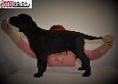 Flat coated retriever s PP